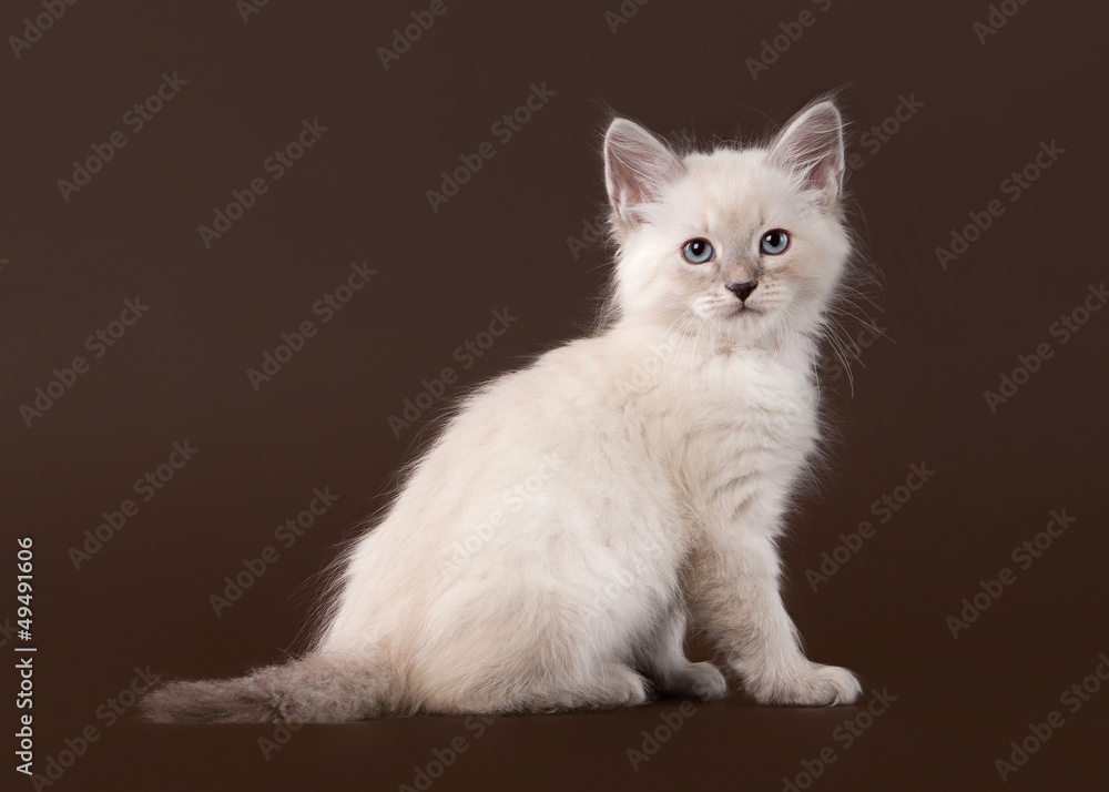 small siberian kitten on dark brown background