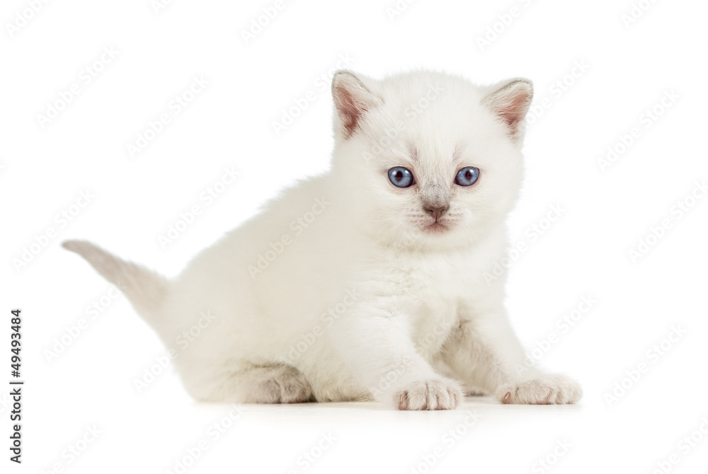 White British baby cat