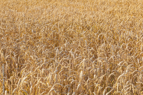 background of ripe corn field in golden colors