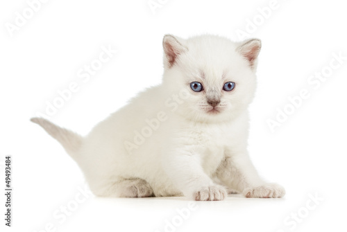 White British baby cat