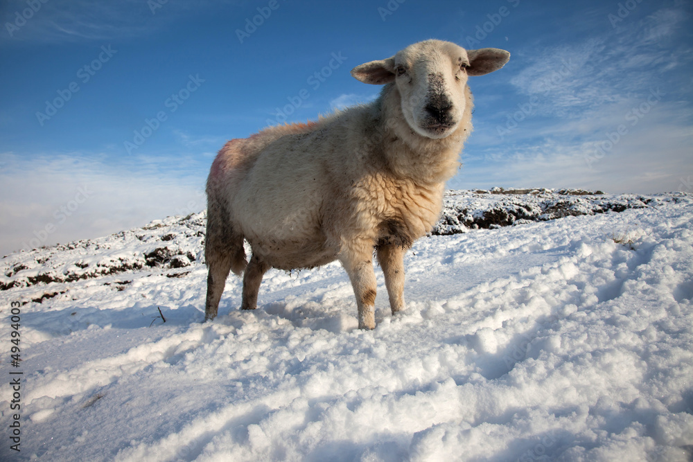 Sheep in Snow Sheep in Snow
