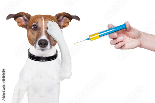 dog vaccination © Javier brosch