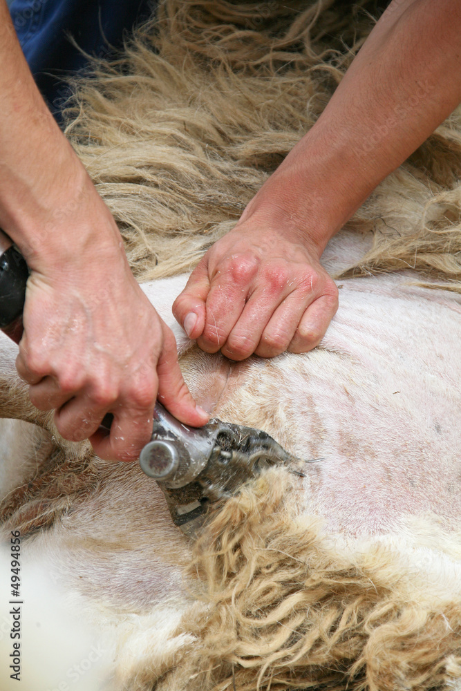 Fototapeta premium esquilando ovejas 1751f