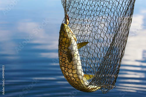 trout catch