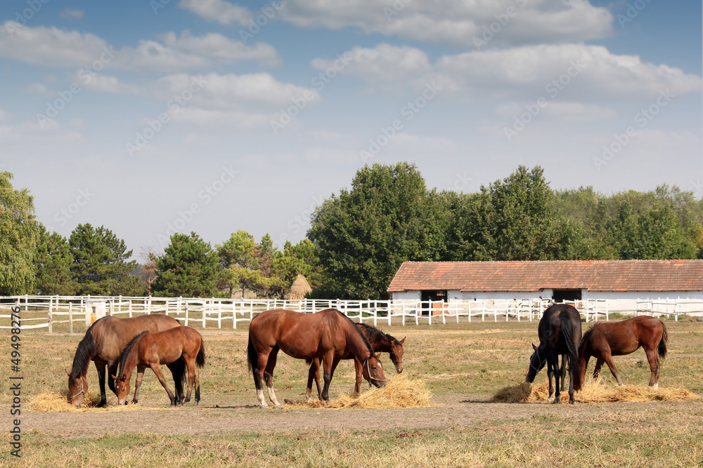 Fototapeta premium horses in corral farm scene