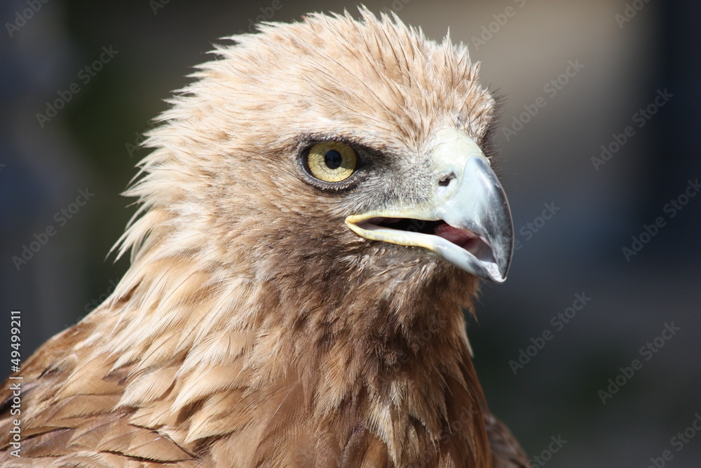 Naklejka premium Eagle