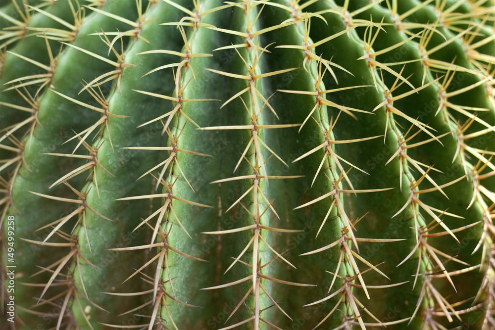 Cactus great Cactus great