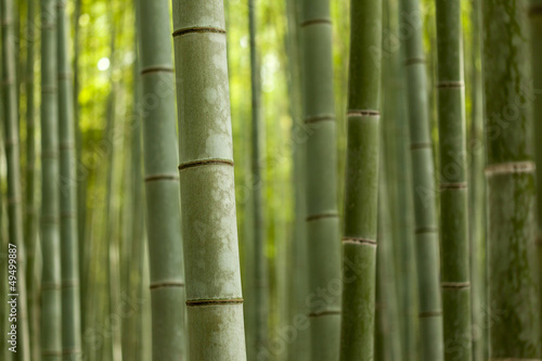 Bamboo Forest Closeup