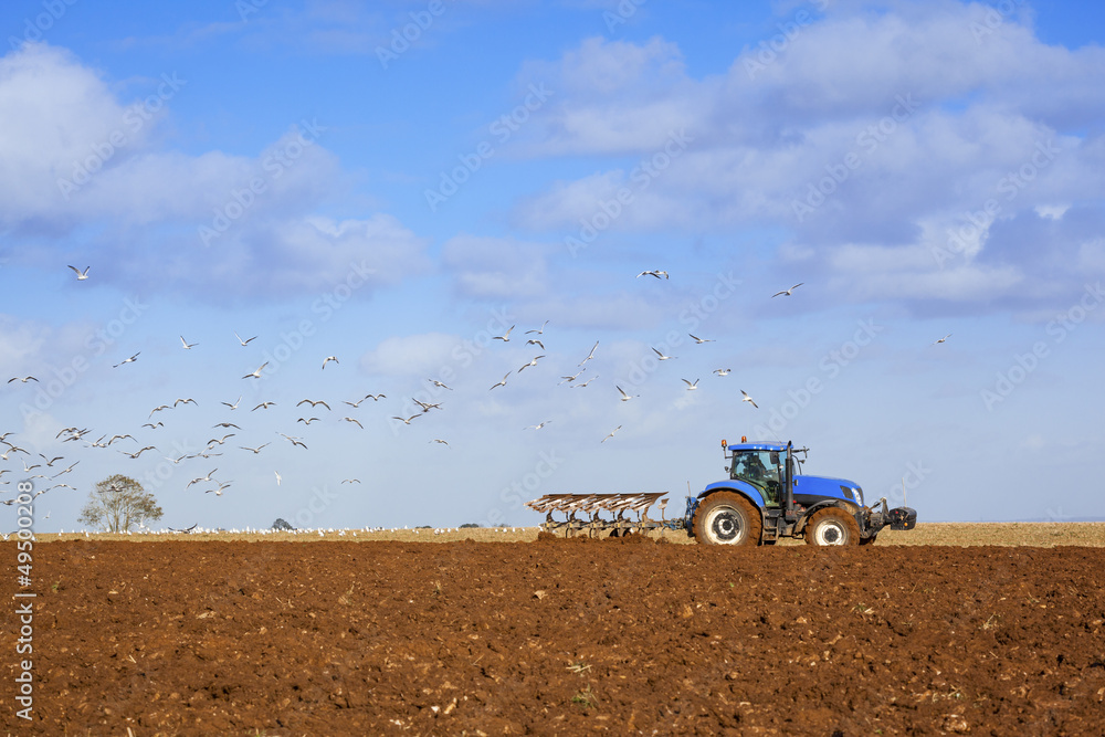 Fototapeta premium Gulls following Tractor Ploughing Field