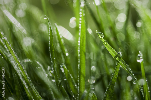 Wet Grass Close-up