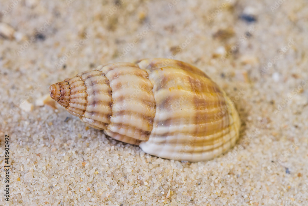 Muschel am Sandstrand