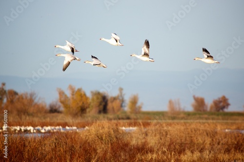 Snow Geese in the Air © Michael Ireland