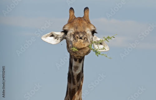 Giraffe in Kruger National Park
