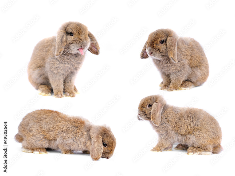 Obraz premium Lop rabbit on white background