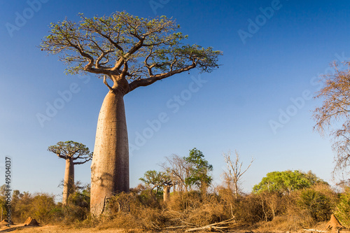 Vászonkép Baobab tree, Madagascar
