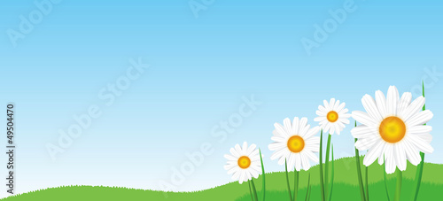 landscape daisies