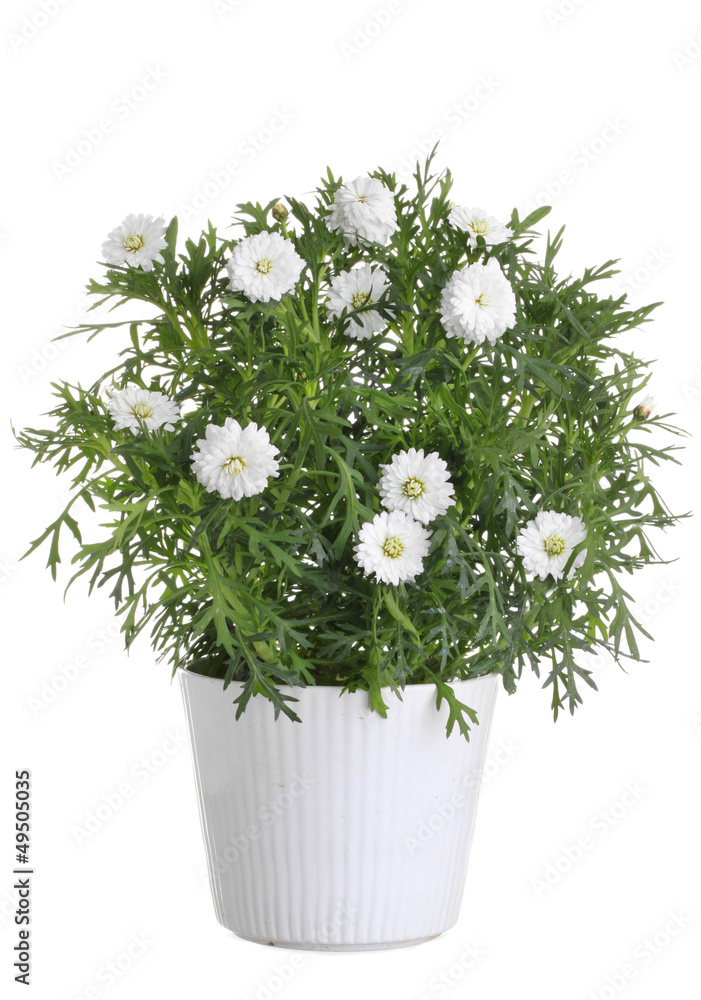 Pot with white daisy flower Pot with white daisy flower