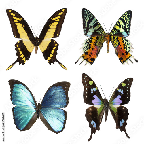 collection of tropical butterflies