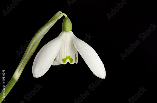 White snowdrop flower on black background