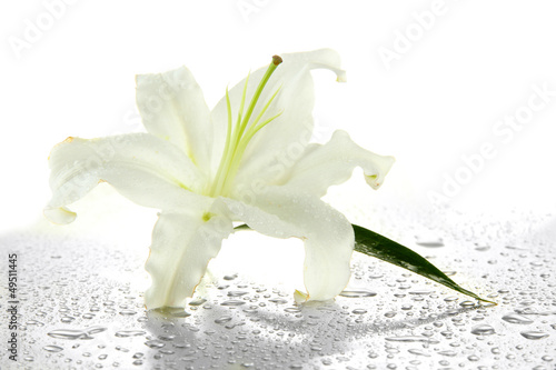 Fototapeta Naklejka Na Ścianę i Meble -  Beautiful lily, isolated on white