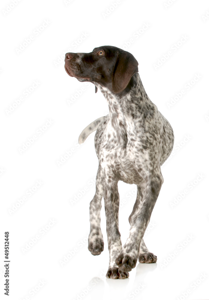 dog walking dog walking