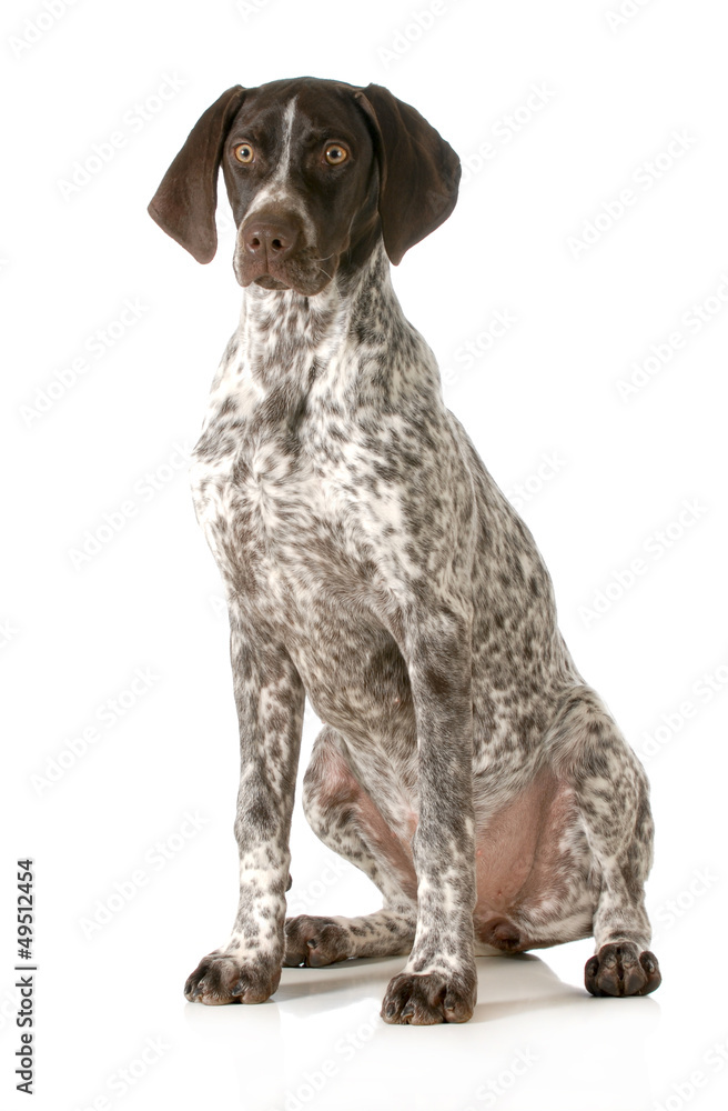 german shorthaired pointer