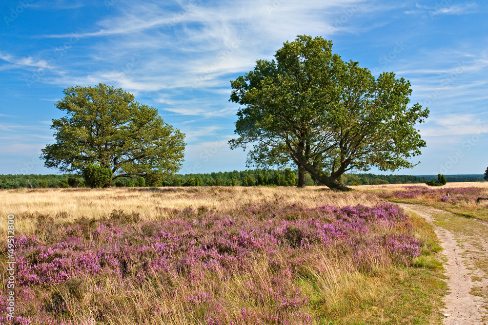 Heidelandschaft mit Eichen in der Lüneburger Heide Heidelandschaft mit Eichen in der Lüneburger Heide