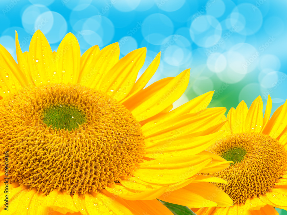 Naklejka premium Close up of sunflower