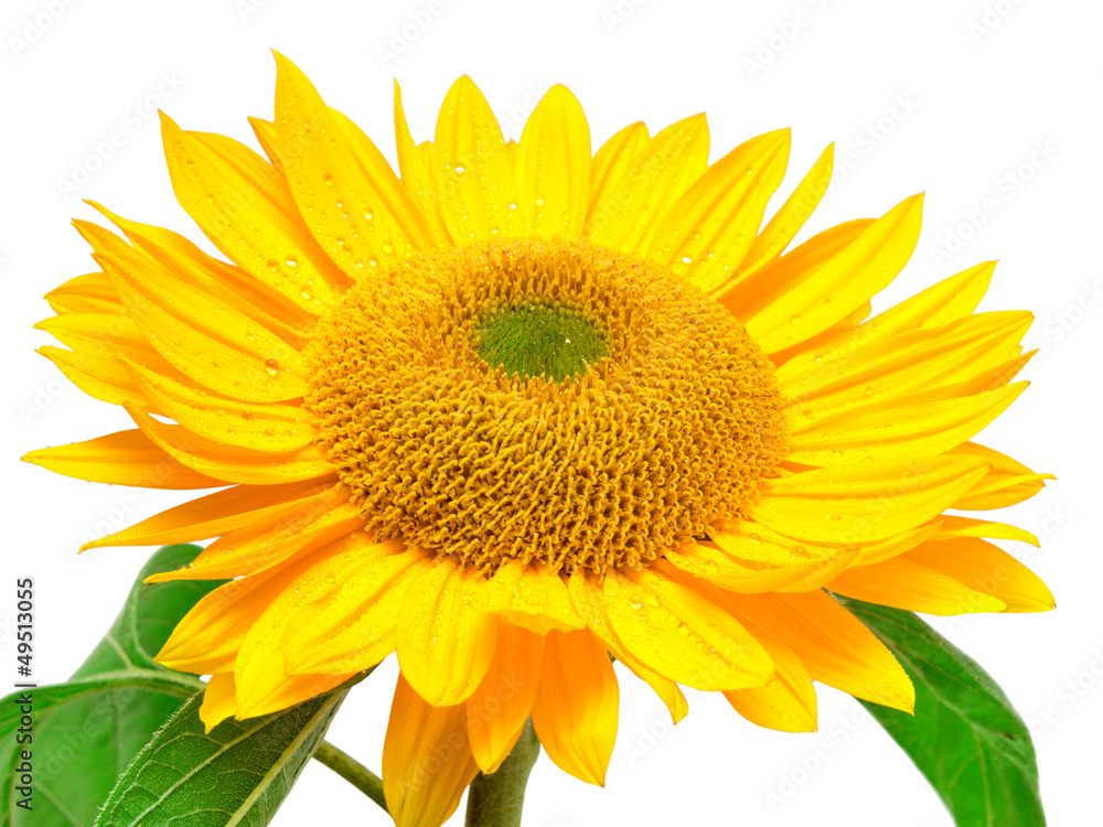sunflower isolated on white background sunflower isolated on white background