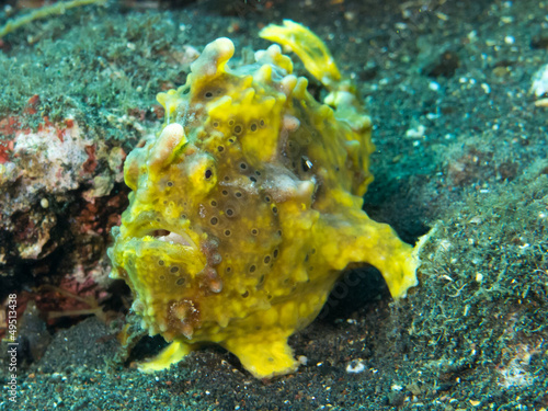 frog fish portrait