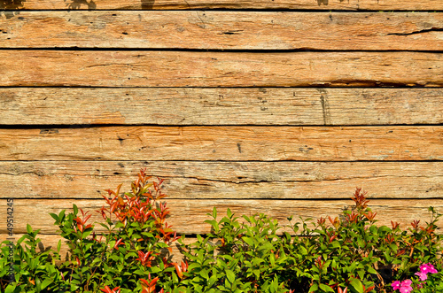wooden fence background with littel tree