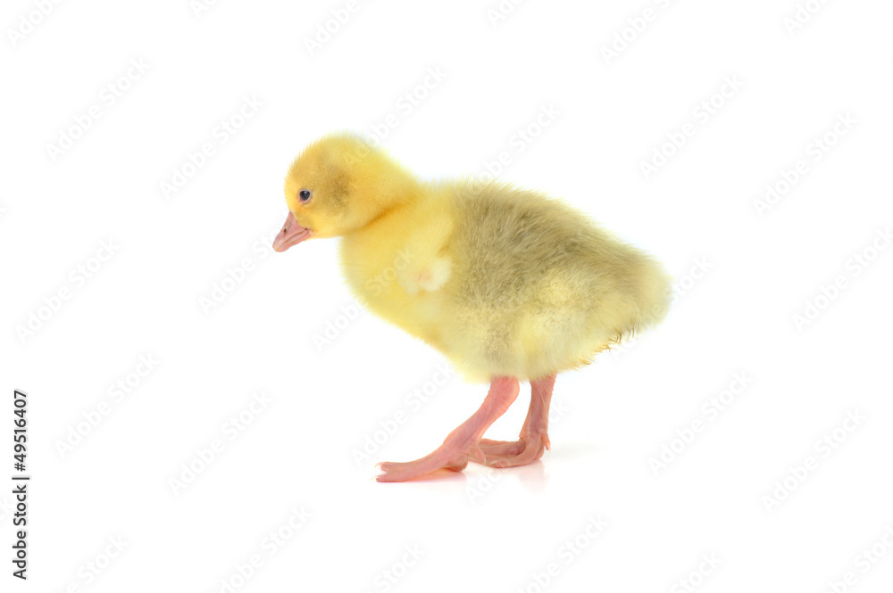yellow fluffy duckling yellow fluffy duckling
