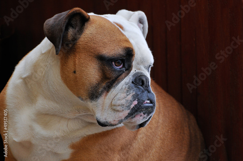 Britische Bulldogge © Ginger4711