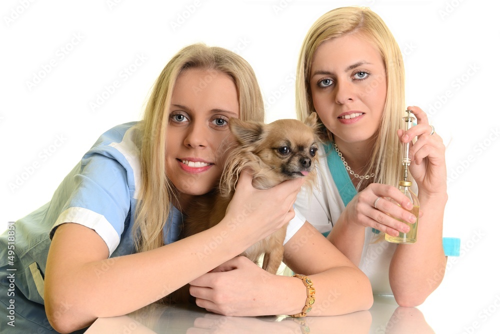 Lady veterinary examining the dog Lady veterinary examining the dog