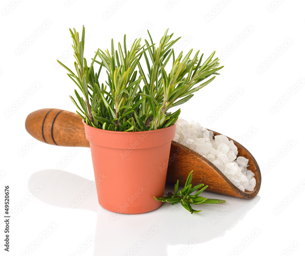 Rosemary and salt in a pot on a white background