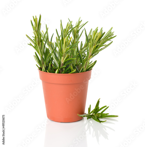 Rosemary in a brown pot on a white background