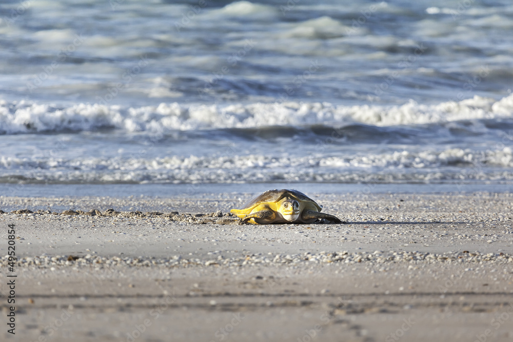 Obraz premium turtle at the beach