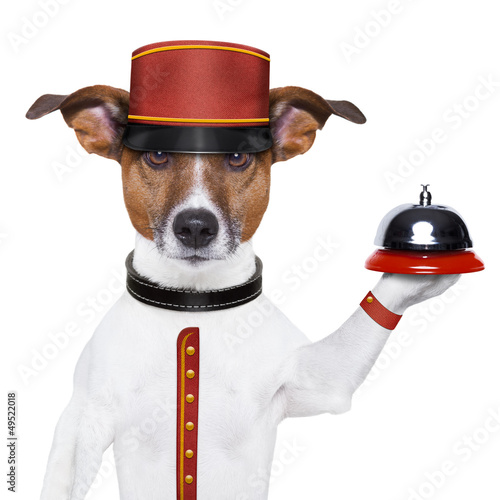 bellboy dog photo