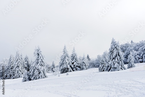Sapins sous la neige © rusto