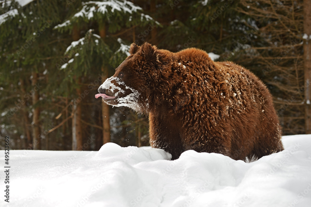 Obraz premium Brown bear