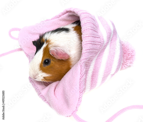 guinea pig in a pink cap isolated on a white background