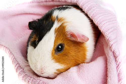 guinea pig in a pink cap isolated on white