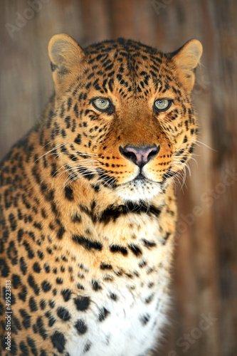 Portrait of Leopard © kyslynskyy