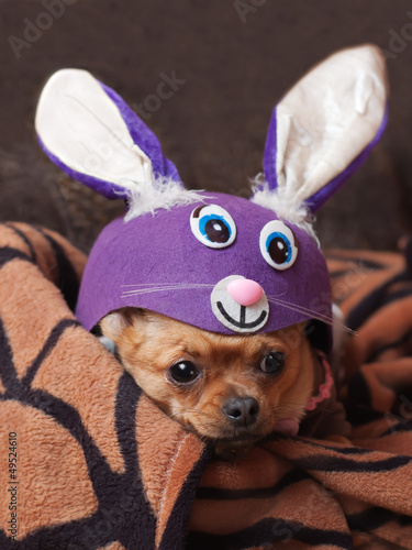 Red chihuahua dog dressed as a rabbit.