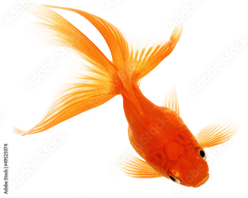 Gold Fish on White Background