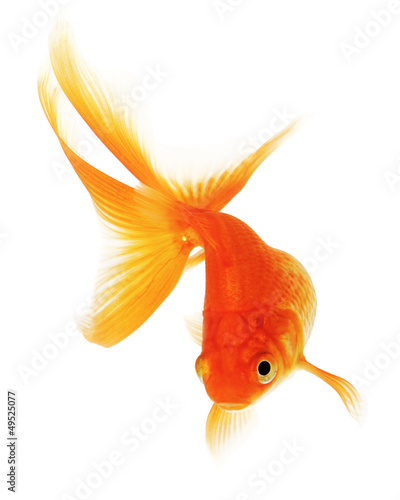 Goldfish on White Background