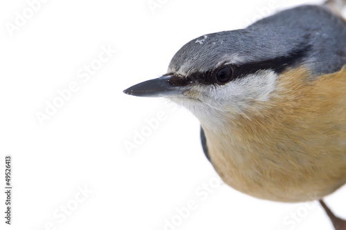 portrait de Sittelle torchepot détouré sur fond blanc