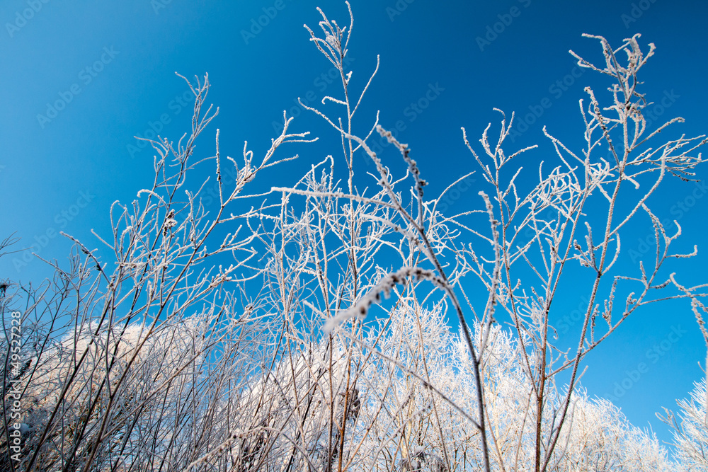 zimowe krzewy - obrazy, fototapety, plakaty 