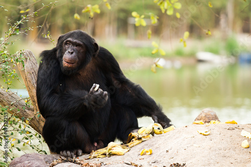 chimpanzee in nightsafari chiangmai Thailand photo