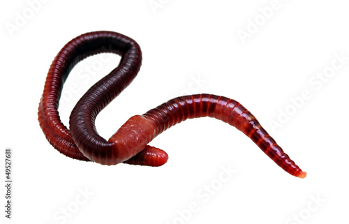 earthworm macro isolated